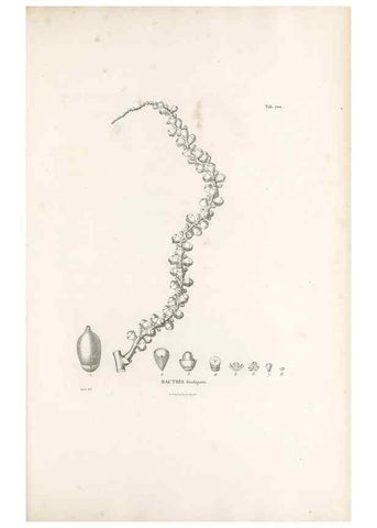Reproducción/Reproduction 49521589672: Nova genera et species plantarum :. Antverpiae :Ex officina Christophori Plantini ...,1576.. 
