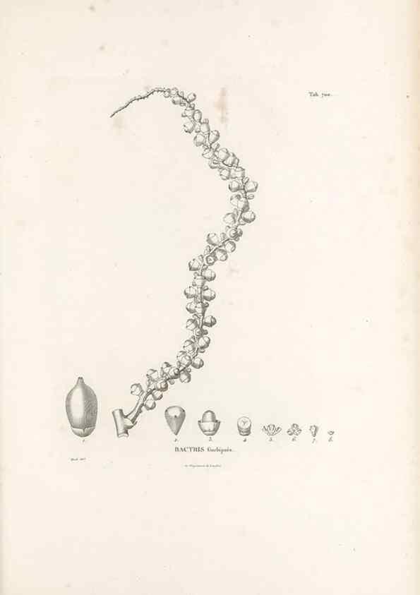 Reproducción/Reproduction 49521589672: Nova genera et species plantarum :. Antverpiae :Ex officina Christophori Plantini ...,1576.. 