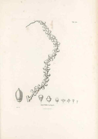 Reproducción/Reproduction 49521589672: Nova genera et species plantarum :. Antverpiae :Ex officina Christophori Plantini ...,1576.. 