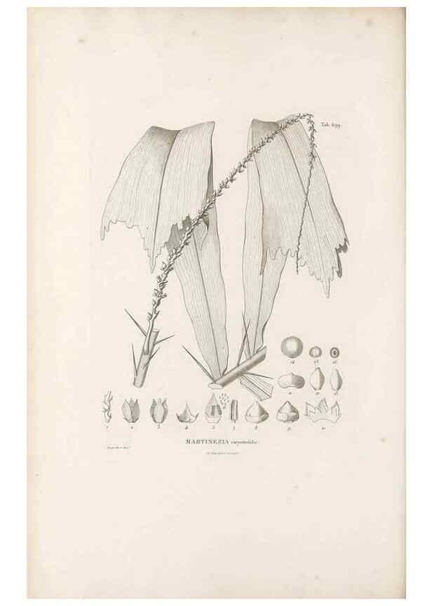 Reproducción/Reproduction 49521590107: Nova genera et species plantarum :. Antverpiae :Ex officina Christophori Plantini ...,1576.. 