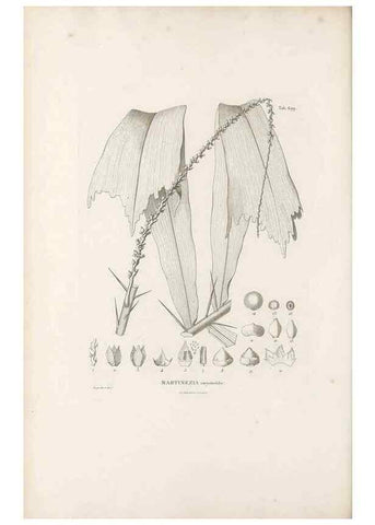 Reproducción/Reproduction 49521590107: Nova genera et species plantarum :. Antverpiae :Ex officina Christophori Plantini ...,1576.. 