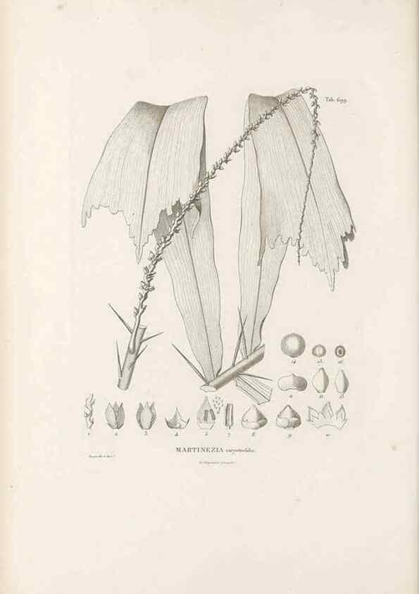 Reproducción/Reproduction 49521590107: Nova genera et species plantarum :. Antverpiae :Ex officina Christophori Plantini ...,1576.. 