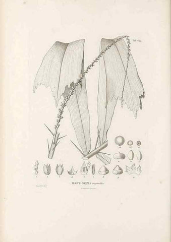 Reproducción/Reproduction 49521590107: Nova genera et species plantarum :. Antverpiae :Ex officina Christophori Plantini ...,1576.. 