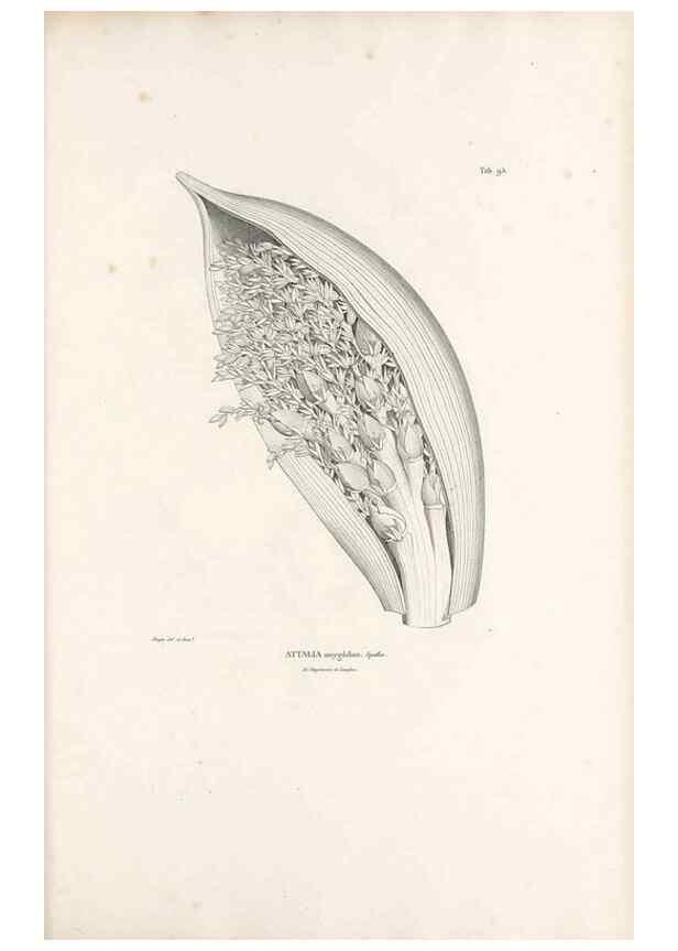 Reproducción/Reproduction 49521590562: Nova genera et species plantarum :. Antverpiae :Ex officina Christophori Plantini ...,1576.. 