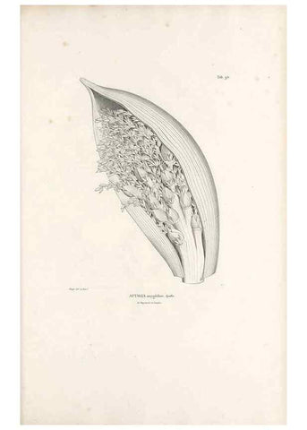 Reproducción/Reproduction 49521590562: Nova genera et species plantarum :. Antverpiae :Ex officina Christophori Plantini ...,1576.. 