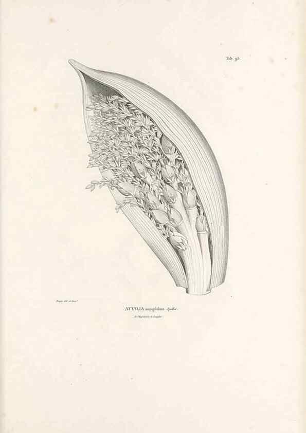 Reproducción/Reproduction 49521590562: Nova genera et species plantarum :. Antverpiae :Ex officina Christophori Plantini ...,1576.. 