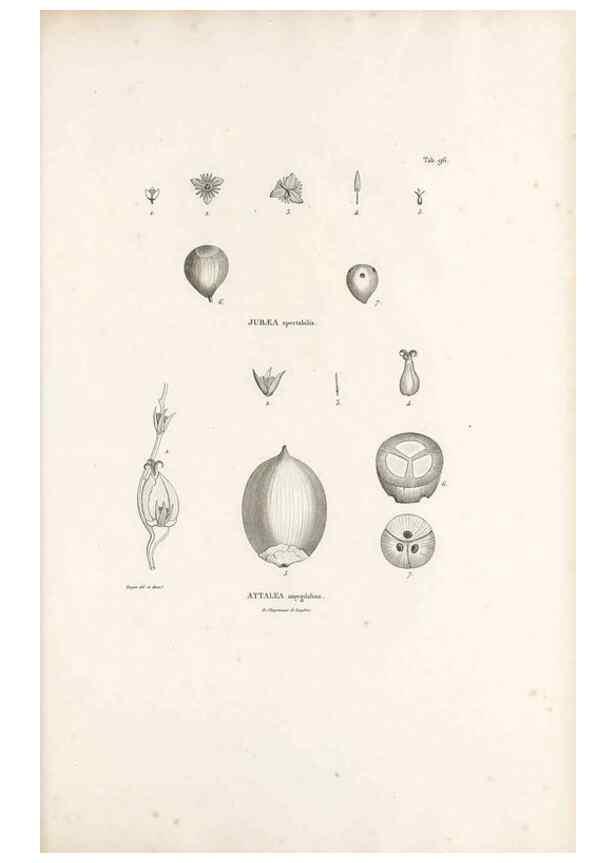 Reproducción/Reproduction 49521590917: Nova genera et species plantarum :. Antverpiae :Ex officina Christophori Plantini ...,1576.. 