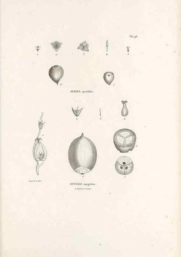 Reproducción/Reproduction 49521590917: Nova genera et species plantarum :. Antverpiae :Ex officina Christophori Plantini ...,1576.. 