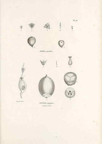 Reproducción/Reproduction 49521590917: Nova genera et species plantarum :. Antverpiae :Ex officina Christophori Plantini ...,1576.. 