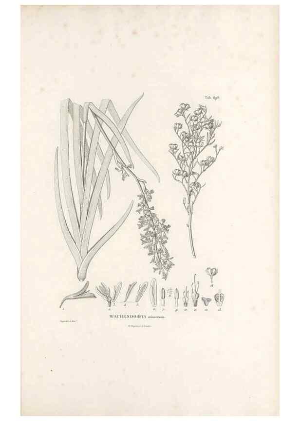 Reproducción/Reproduction 49521591257: Nova genera et species plantarum :. Antverpiae :Ex officina Christophori Plantini ...,1576.. 