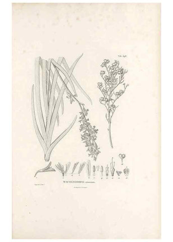 Reproducción/Reproduction 49521591257: Nova genera et species plantarum :. Antverpiae :Ex officina Christophori Plantini ...,1576.. 