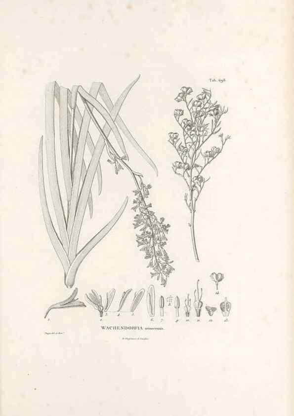 Reproducción/Reproduction 49521591257: Nova genera et species plantarum :. Antverpiae :Ex officina Christophori Plantini ...,1576.. 