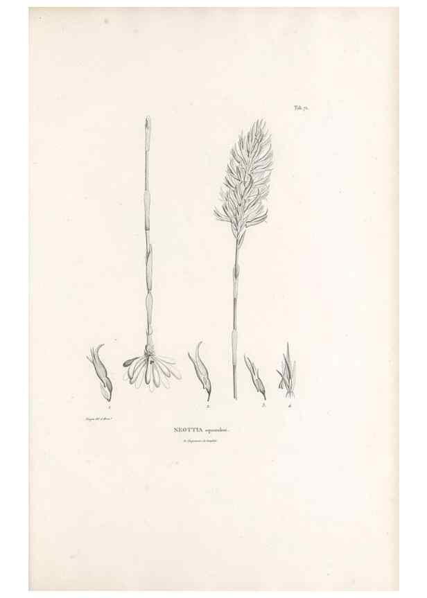 Reproducción/Reproduction 49520856128: Nova genera et species plantarum :. Antverpiae :Ex officina Christophori Plantini ...,1576.. 