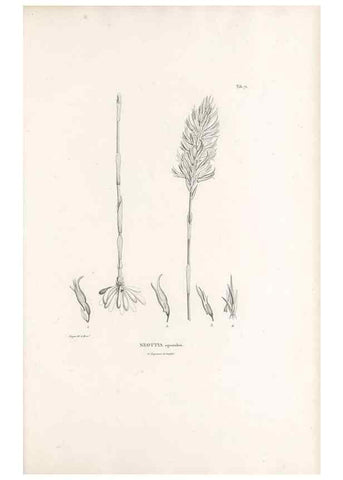 Reproducción/Reproduction 49520856128: Nova genera et species plantarum :. Antverpiae :Ex officina Christophori Plantini ...,1576.. 