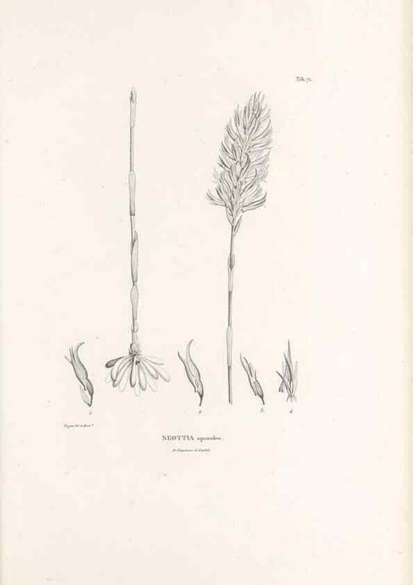 Reproducción/Reproduction 49520856128: Nova genera et species plantarum :. Antverpiae :Ex officina Christophori Plantini ...,1576.. 