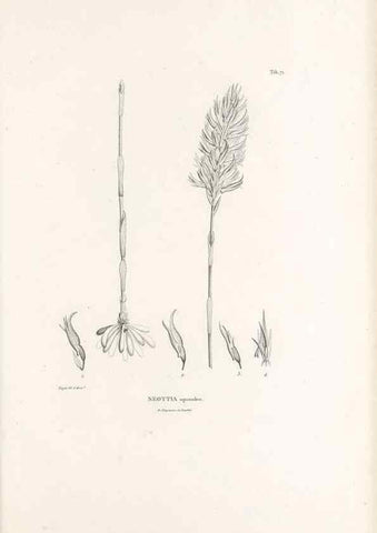 Reproducción/Reproduction 49520856128: Nova genera et species plantarum :. Antverpiae :Ex officina Christophori Plantini ...,1576.. 