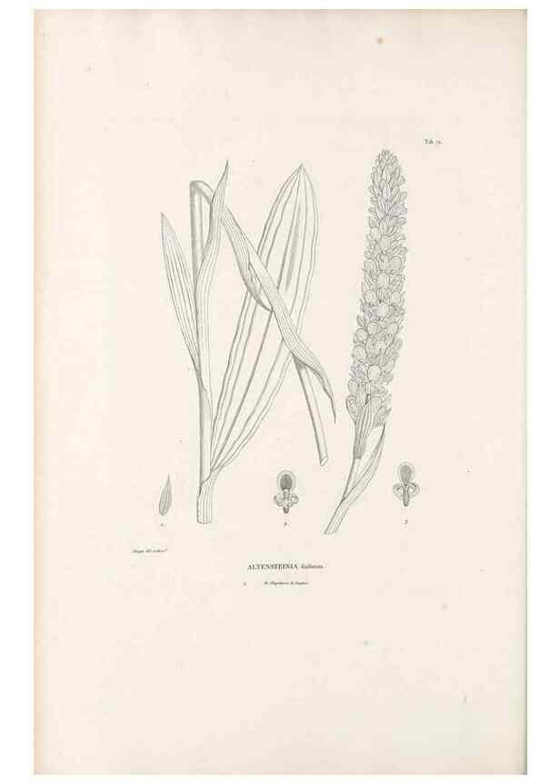 Reproducción/Reproduction 49520856478: Nova genera et species plantarum :. Antverpiae :Ex officina Christophori Plantini ...,1576.. 