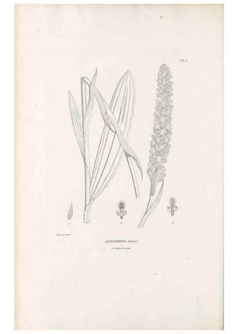 Reproducción/Reproduction 49520856478: Nova genera et species plantarum :. Antverpiae :Ex officina Christophori Plantini ...,1576.. 