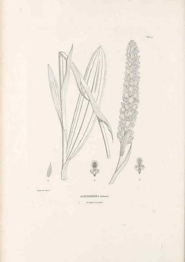 Reproducción/Reproduction 49520856478: Nova genera et species plantarum :. Antverpiae :Ex officina Christophori Plantini ...,1576.. 