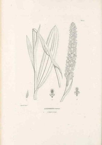Reproducción/Reproduction 49520856478: Nova genera et species plantarum :. Antverpiae :Ex officina Christophori Plantini ...,1576.. 