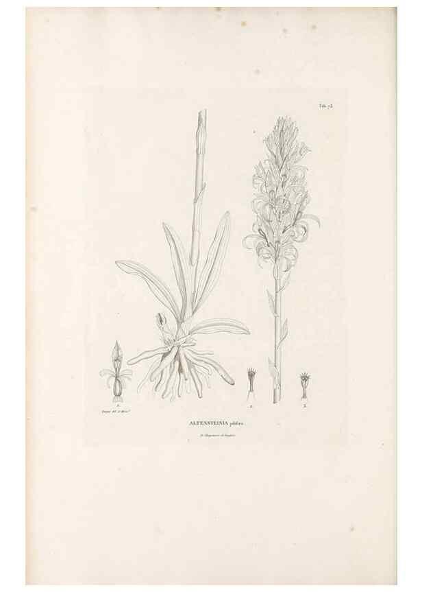 Reproducción/Reproduction 49521380646: Nova genera et species plantarum :. Antverpiae :Ex officina Christophori Plantini ...,1576.. 