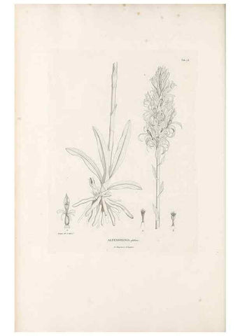 Reproducción/Reproduction 49521380646: Nova genera et species plantarum :. Antverpiae :Ex officina Christophori Plantini ...,1576.. 