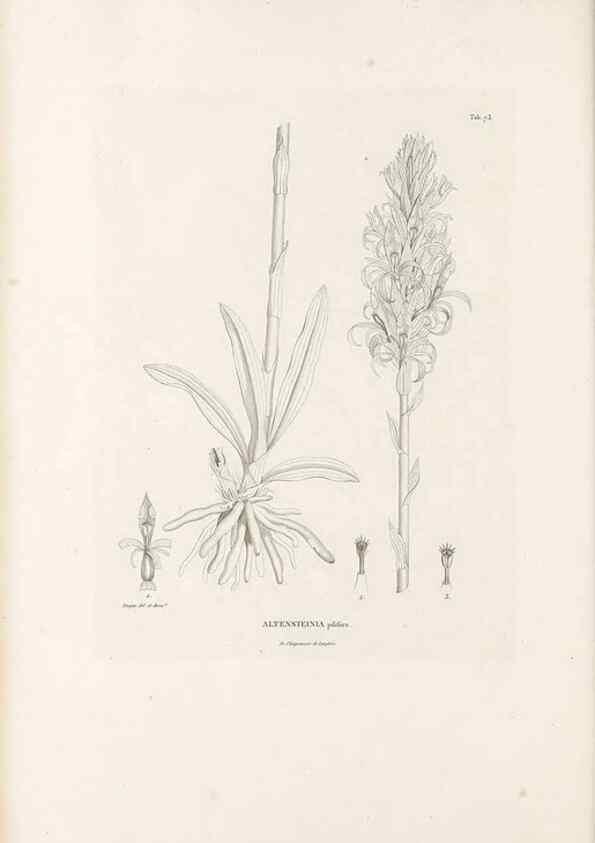 Reproducción/Reproduction 49521380646: Nova genera et species plantarum :. Antverpiae :Ex officina Christophori Plantini ...,1576.. 