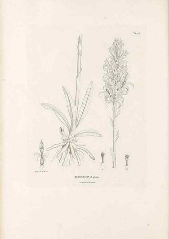Reproducción/Reproduction 49521380646: Nova genera et species plantarum :. Antverpiae :Ex officina Christophori Plantini ...,1576.. 
