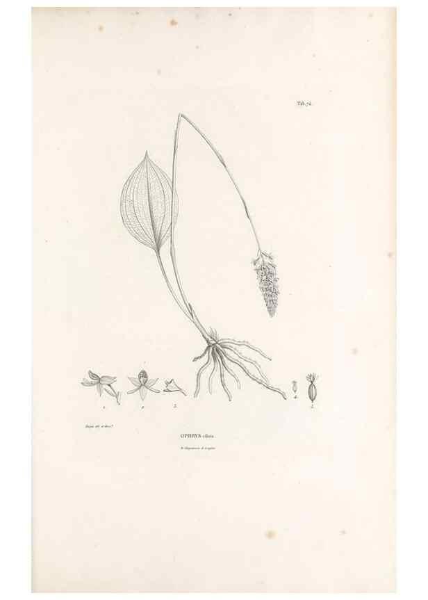 Reproducción/Reproduction 49521592802: Nova genera et species plantarum :. Antverpiae :Ex officina Christophori Plantini ...,1576.. 
