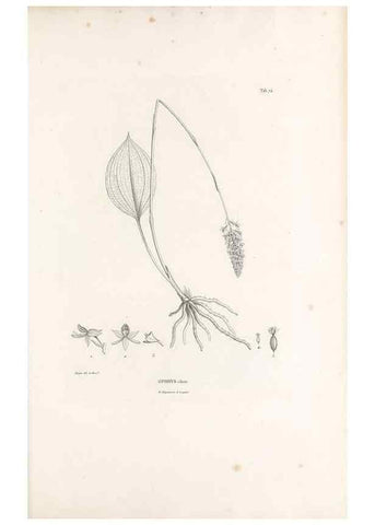 Reproducción/Reproduction 49521592802: Nova genera et species plantarum :. Antverpiae :Ex officina Christophori Plantini ...,1576.. 