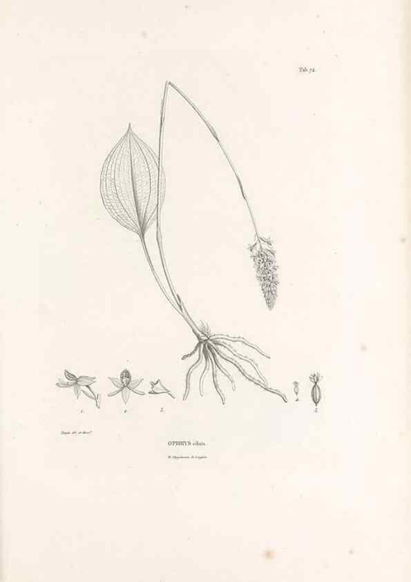 Reproducción/Reproduction 49521592802: Nova genera et species plantarum :. Antverpiae :Ex officina Christophori Plantini ...,1576.. 