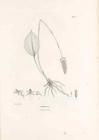 Reproducción/Reproduction 49521592802: Nova genera et species plantarum :. Antverpiae :Ex officina Christophori Plantini ...,1576.. 