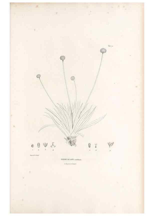 Reproducción/Reproduction 49521587352: Nova genera et species plantarum :. Antverpiae :Ex officina Christophori Plantini ...,1576.. 