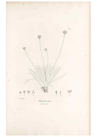 Reproducción/Reproduction 49521587352: Nova genera et species plantarum :. Antverpiae :Ex officina Christophori Plantini ...,1576.. 
