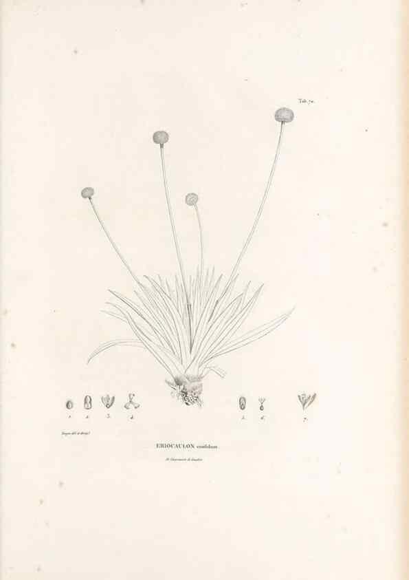 Reproducción/Reproduction 49521587352: Nova genera et species plantarum :. Antverpiae :Ex officina Christophori Plantini ...,1576.. 