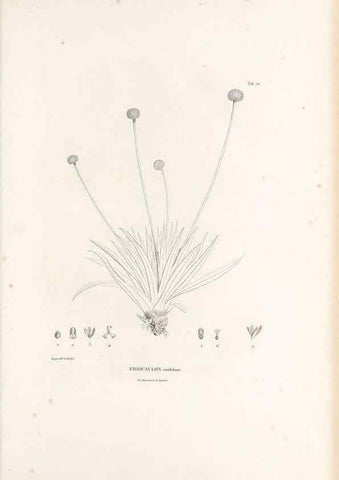 Reproducción/Reproduction 49521587352: Nova genera et species plantarum :. Antverpiae :Ex officina Christophori Plantini ...,1576.. 