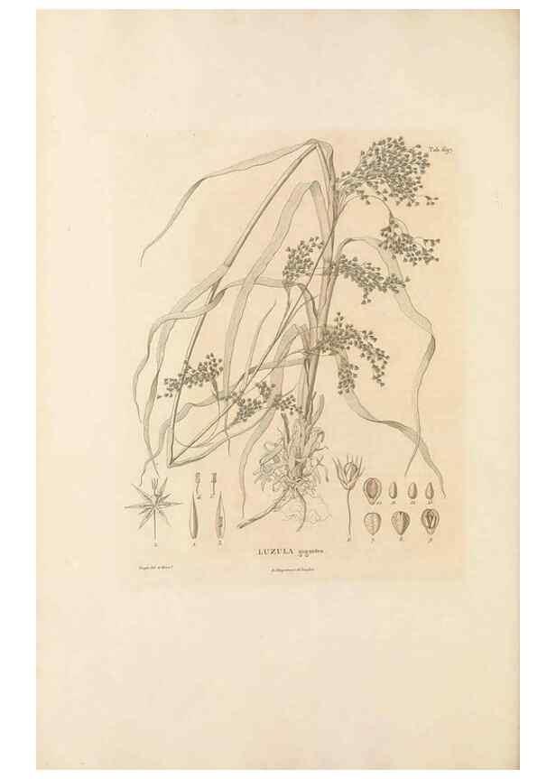 Reproducción/Reproduction 49521587092: Nova genera et species plantarum :. Antverpiae :Ex officina Christophori Plantini ...,1576.. 