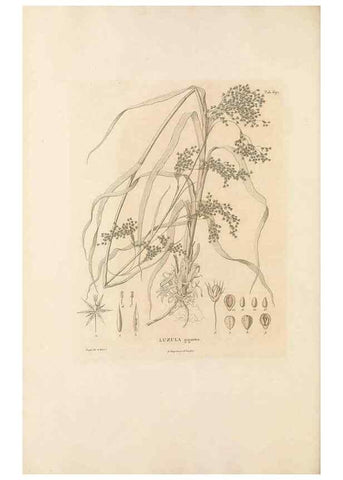 Reproducción/Reproduction 49521587092: Nova genera et species plantarum :. Antverpiae :Ex officina Christophori Plantini ...,1576.. 