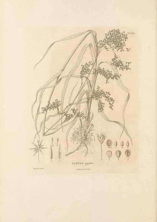 Reproducción/Reproduction 49521587092: Nova genera et species plantarum :. Antverpiae :Ex officina Christophori Plantini ...,1576.. 