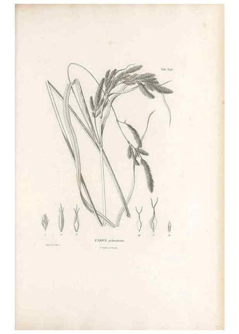 Reproducción/Reproduction 49521586677: Nova genera et species plantarum :. Antverpiae :Ex officina Christophori Plantini ...,1576.. 