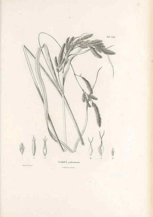 Reproducción/Reproduction 49521586677: Nova genera et species plantarum :. Antverpiae :Ex officina Christophori Plantini ...,1576.. 
