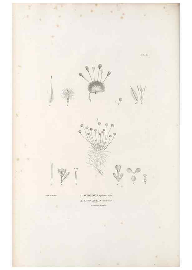 Reproducción/Reproduction 49520850943: Nova genera et species plantarum :. Antverpiae :Ex officina Christophori Plantini ...,1576.. 