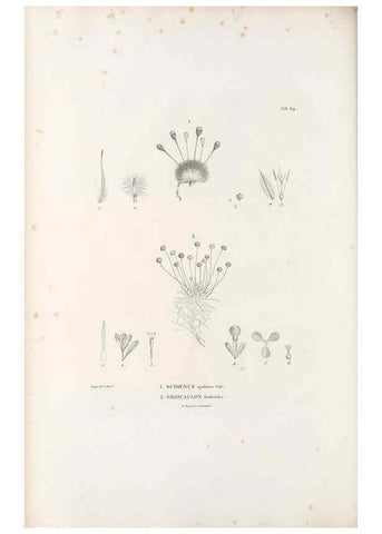 Reproducción/Reproduction 49520850943: Nova genera et species plantarum :. Antverpiae :Ex officina Christophori Plantini ...,1576.. 