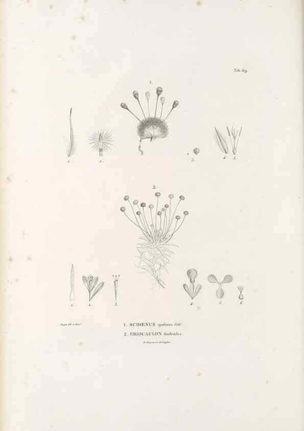 Reproducción/Reproduction 49520850943: Nova genera et species plantarum :. Antverpiae :Ex officina Christophori Plantini ...,1576.. 
