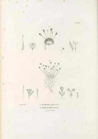 Reproducción/Reproduction 49520850943: Nova genera et species plantarum :. Antverpiae :Ex officina Christophori Plantini ...,1576.. 
