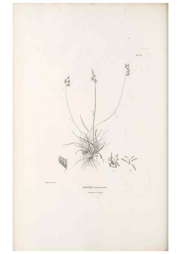 Reproducción/Reproduction 49521369631: Nova genera et species plantarum :. Antverpiae :Ex officina Christophori Plantini ...,1576.. 
