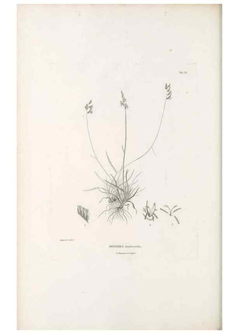 Reproducción/Reproduction 49521369631: Nova genera et species plantarum :. Antverpiae :Ex officina Christophori Plantini ...,1576.. 