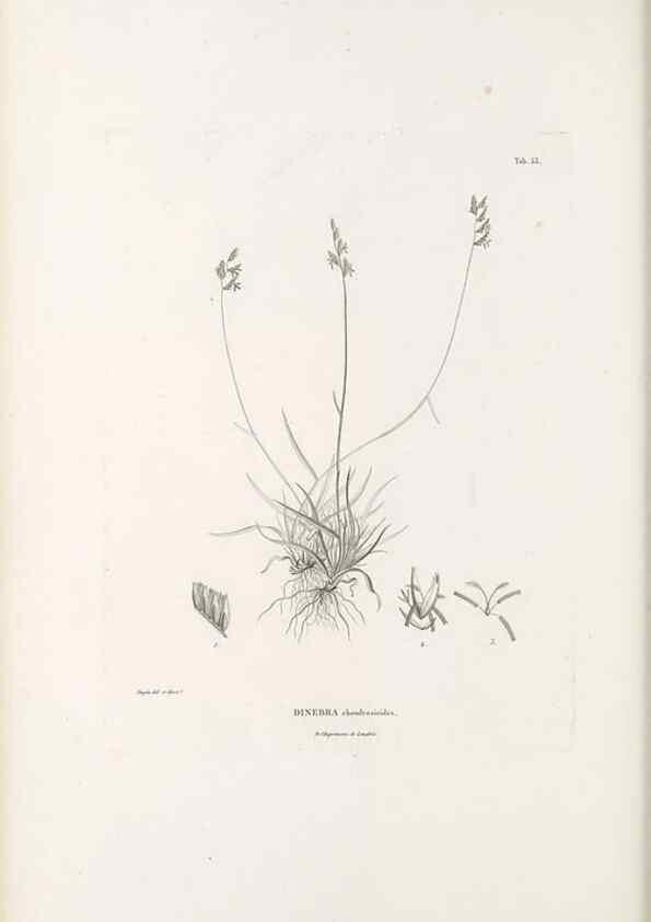 Reproducción/Reproduction 49521369631: Nova genera et species plantarum :. Antverpiae :Ex officina Christophori Plantini ...,1576.. 