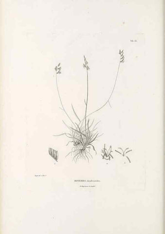 Reproducción/Reproduction 49521369631: Nova genera et species plantarum :. Antverpiae :Ex officina Christophori Plantini ...,1576.. 