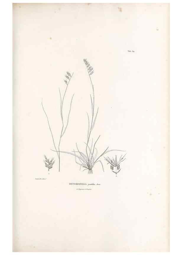 Reproducción/Reproduction 49520845778: Nova genera et species plantarum :. Antverpiae :Ex officina Christophori Plantini ...,1576.. 